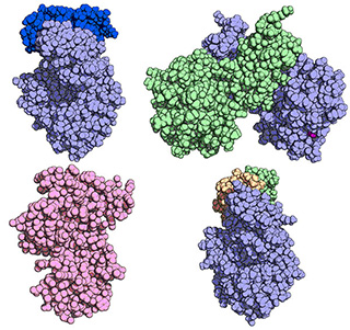 Enzymes and accessory proteins involved in spore germination. PDB entries (clockwise from top left) 4S3J, 5JIP, 4S3K and 5BOI