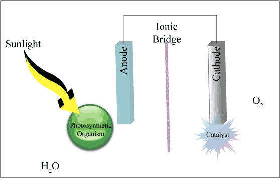 Animation of a bio-photovoltaic device 
