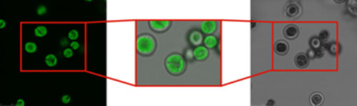 Confocal images of the excited photosynthetic apparatus of Chlorela