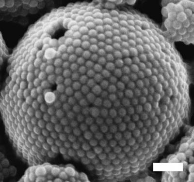 Colloidosome SEM image by Dr HN Yow