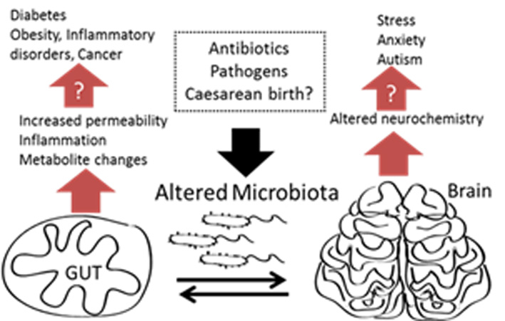Cartoon of the gut-brain axis and the effect of the microbiome thereon