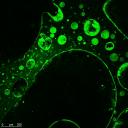 Confocal image of immobilised protein in porous polymer structure