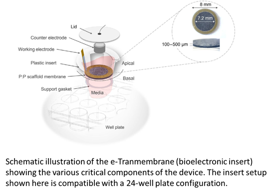 Schematic illustration of the bioelectronic insert showing the various critical components of the device. The sectional structure clearly shows the basal and the apical domains and the geometrical features of the electrodes. The working electrode (WE) module is composed of a gold (Au) base electrode attached to the PEDOT:PSS scaffold membrane. The counter electrode (CE) is a high surface area metal woven mesh attached to the lid of the well plate. The insert setup shown here is compatible with a 24-well plate configuration.
