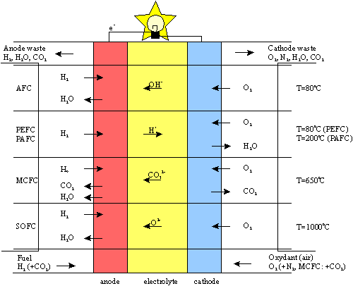 Summary of electrochemical reactions within fuel cells