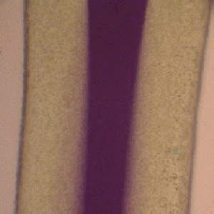Image of multiphase microelectrochemical reactor showing extent of chemical reaction