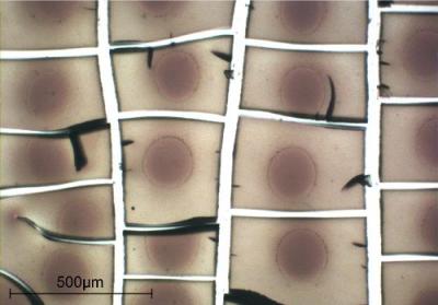 Optical micrograph of a cracked film by Richad Trueman
