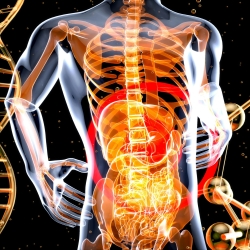 a 3d image of the human body and the structure of the body.
