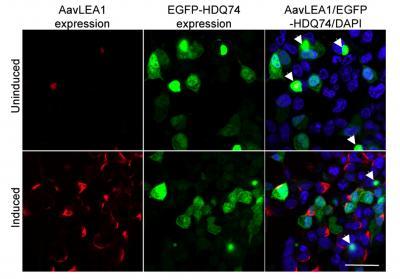 Fig 2: LEA protein reduces protein aggregation in vivo. Confocal microscopy of human cells after introduction of HD polyQ ("EGFP-HDQ74") expression construct, with (induced) or without (uninduced) expression of LEA protein. Nematode LEA protein AavLEA1 is