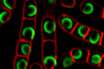 Molmicroimageaug13