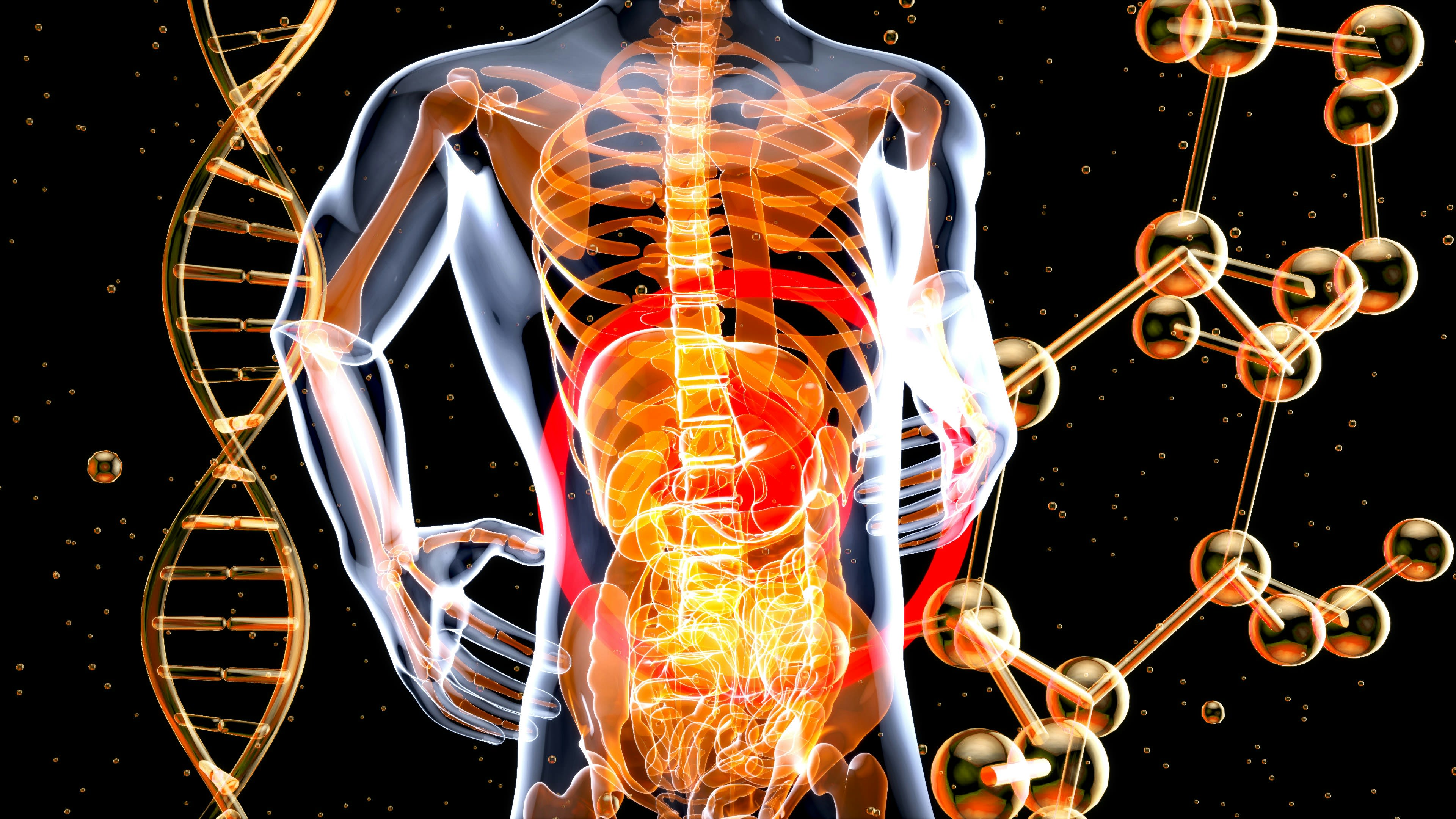 a 3d image of the human body and the structure of the body.