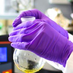 Purple gloved hands of person in white lab coat holding test tube with yellow liquid in bottom.