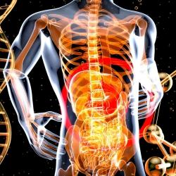 a 3d image of the human body and the structure of the body.