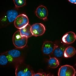 Varied multicoloured (red, blue and green) bubbles on black background