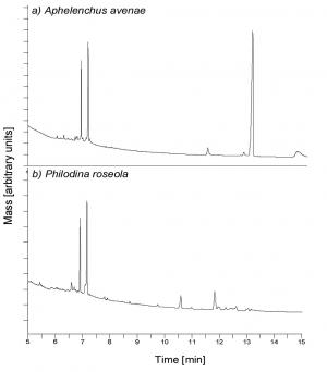 Carbohydrate analysis by gas chromatography. (a) Dried nematode A. avenae extract containing glucose and accumulated trehalose. (b) Dried rotifer P. roseola extract containing glucose, but no trehalose or other disaccharide. Glucose is represented by the 