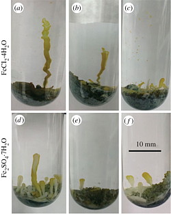 Chemical gardens grown by introducing Fe(II) salts [FeCl2·4H2O (a–c) or Fe2SO4·7H2O (d–f)] into 1 M NaOH. Three trials of each experiment are shown; photos represent 24 h of growth.
