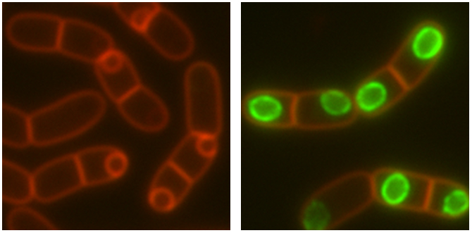 Deposition of a novel B. megaterium spore coat protein during sporulation.