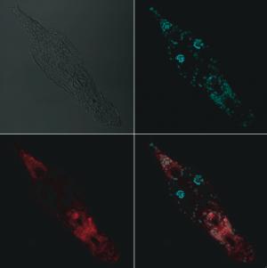 Bdelloid rotifer A. ricciae with DNA stained blue and LEA protein stained red.