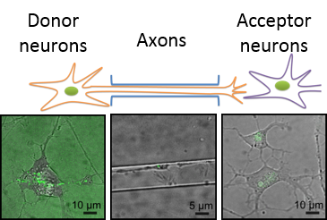 A microfluidic-engineered cell culture chamber allows us to monitor separately “donor neurons”, axons and “acceptor neurons” in our study of Tau misfolded state propagation from cell to cell.
