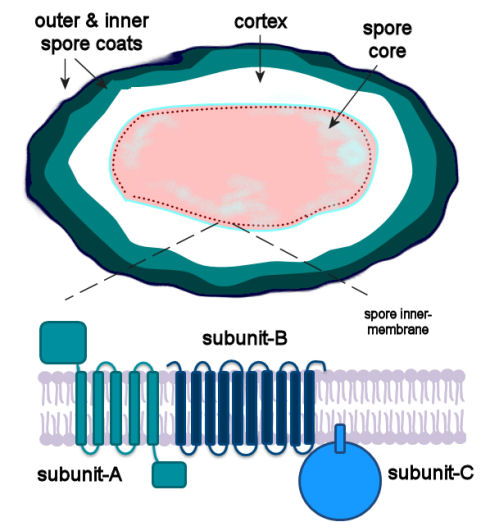 Location and components of spore germinant receptor