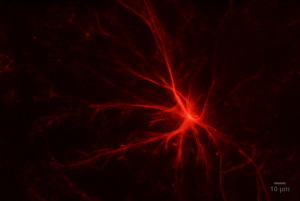 Star assembly of engineered red fluorescent protein