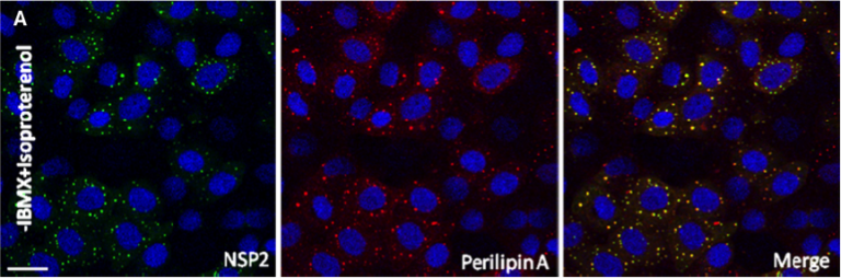 Colourful microscope output images