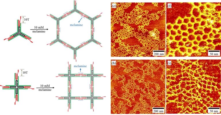 Representations of Bionanotechnology research carried out by the Fruk Lab at the University of Cambridge.