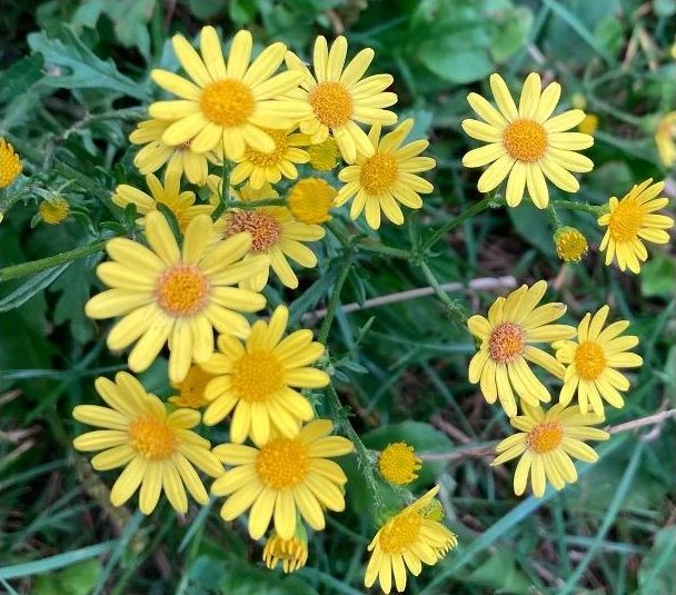 A decorative picture of yellow flowers.