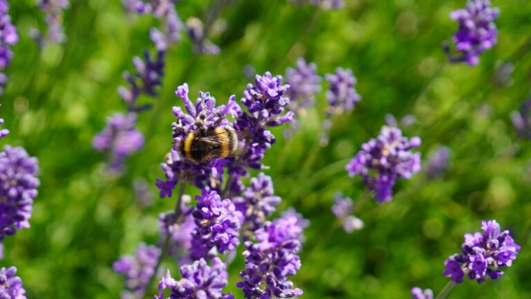 Close up of a bumble bee on lavender on back patio of CEB building.