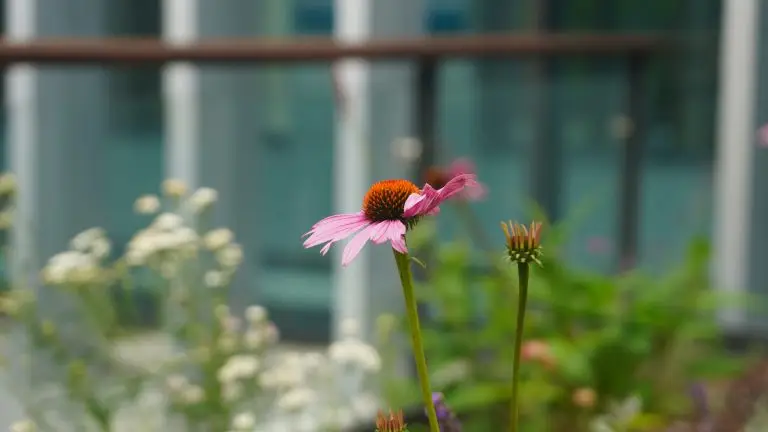 Red flower from CEB garden.